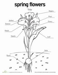 The male reproductive part of the flower produces pollen, while the female the main female reproductive part of a flower is called the pistil. 16 Flowers Ideas Parts Of A Flower Flowers Plant Science
