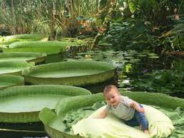 Samen met een gids verkennen we de tuin en genieten we volop van de voorjaarsbloeiers: Baby S Op Hun Mooist Op Reuzenwaterlelieblad In Plantentuin Meise Het Nieuwsblad Mobile