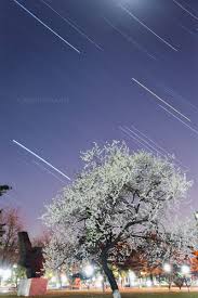 东风夜放花千树 更吹落 星如雨朱小笛 回眸的蒲公英 夜空中国 nightchina net 东风夜放花千树2019年3月23日一天晚上走过桃花树 下 看到几颗明亮的星星在灼灼桃花之间穿梭 就开始计划这场九天仙女下凡尘的晚会 东风夜放花千树 更吹落 星如雨 用盛开的山桃迎