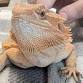 Halloween Crazy Creatures Petting Zoo event in Sunderland