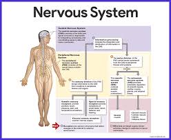 Nervous system concept map template lucidchart. Nervous System Anatomy And Physiology Nurseslabs