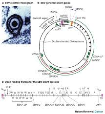 Ebv is found all over the world. Epstein Barr Virus 40 Years On Nature Reviews Cancer