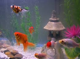 Aquarium Deko Selber Machen Inspirierende Ideen Und Tipps Fur Aquariumeinrichten Selberbauen Luxus Aquariumein Aquarium Deko Aquarium Aquarium Einrichten