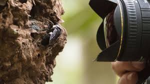 From its early days of simple mining and cr. World S Largest Bee Is Spotted For First Time In Decades Npr