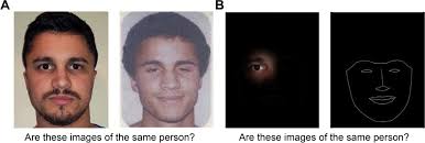 Information sampling differences supporting superior face identity  processing ability