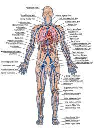 ⇒ click on the diagram to show / hide labels. Labeling The Nervous System Human Veins Diagram Through For The Full Circulatory Human Anatomy Chart Human Anatomy Human Body Systems
