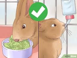 That said, i doubt they would be able to poison themselves. 3 Ways To Treat Diarrhea In Rabbits Wikihow