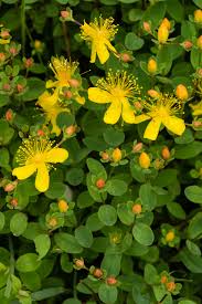 Image result for Humularia meyeri-johannis