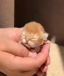 funny videos that can make you laugh all the time cute animals cute baby animals funny animal videos