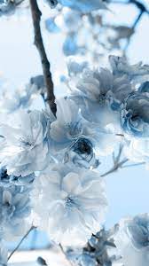 Sun, flower, yellow flowers, grass, sky, sunset, flower field. Pastel Blue Flower Wallpapers Top Free Pastel Blue Flower Backgrounds Wallpaperaccess