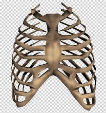 Rib 1 is also flattened horizontally. Bone Illustration Rib Cage Human Skeleton Bones Miscellaneous Anatomy Cage Png Klipartz