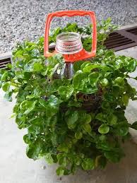 Cara tanam bayam brazil paling mudah. Viral Johor Ada Ke Yang Gemar Bayam Brazil Ni Ada Cara Facebook