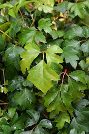 Image result for Cissus aralioides