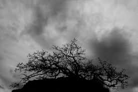 Check spelling or type a new query. Black And White Nature Gapsnap