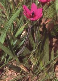 Image result for Babiana bainesii