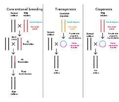 Amplifying the gene to produce many copies; Genetically Modified Food Controversies Wikipedia