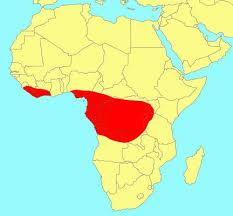 Image result for Ficus conraui