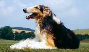 The borzoi is a moderate shedder and requires daily brushing with a hard bristle brush. Borzoi Breed Information