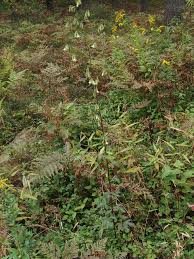 Image result for Bothriocline quercifolia