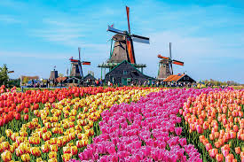 Peinture paysage beau paysage pays bas hollande amsterdam pays bas moulin a eau photo du monde paysage naturel inspiration pour les tableaux paysage photos paysage paysages magnifiques amsterdam hollande amsterdam pays bas paysage magnifique dessin jolie paysage. Circuit La Hollande Le Royaume Des Fleurs Pays Bas Hollande Avec Voyages Leclerc Salaun Holidays Ref 653613