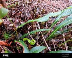 Image result for Elaphoglossum acrostichoides