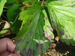 Infection usually develops from 1 to 7 days after exposure. å±±æ¢¨çœŒ ã‚¤ãƒã‚´ ç‚­ç–½ç—…