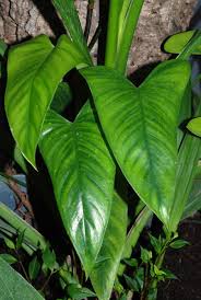 Philodendron Brevispathum Philodendron Plant Leaves Plants