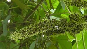 Image result for Hymenodictyon