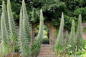 Image result for Echium