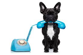 Check spelling or type a new query. Pet Ground Transportation Service Schedule I Tlc Pet Transport Inc