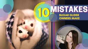 Do Sugar Gliders Make Good Pets? | World Animal Protection