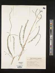 Image result for Sesbania brevipedunculata