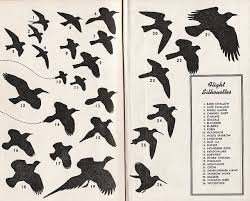 Birds Of Texas Field Guide Bird Flight Silhouettes Field Guide Illustration Bird