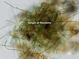 Image result for Cylindropsis