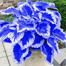 Image result for Coleus alpinus