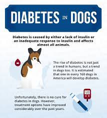 Dog Diabetes How To Care For A Diabetic Dog Canna Pet