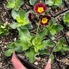 Image result for Primula x pubescens