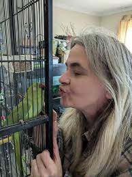 Lost male Indian ringneck parrot in Taperoo, South Australia