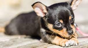 Brindle, black & brown dogs needing homes. Black And Tan Dog Breeds The Top Gorgeous Dark Colored Pups