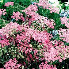 Image result for Pimpinella