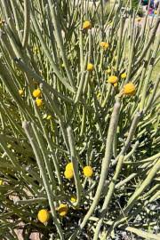 Image result for Ixora mildbraedii