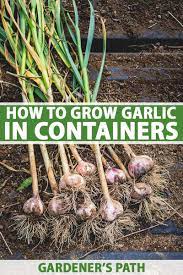 How long a bulb takes to mature depends on a variety of different factors such as the variety you are growing and the climate you are growing in. How To Grow Garlic In Containers Gardener S Path