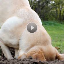 All it asks of you is your time. How Do I Stop My Dog From Digging Better Homes Gardens