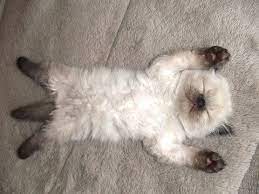 Cuddle Buddy Cute Animals Baby Animals Kittens
