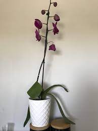 Is It Normal For An Orchids Leaves To Be So Droopy And One Of The Flowers Are Starting To Droop Too Anyone Know The Cause Orchid Leaves Orchids Orchid Plants