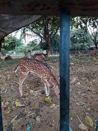 Taman rusa tanjungsari bogor taman rusa tanjungsari lebih dikenal dengan nama taman rusa girijaya atau taman rusa. Taman Rusa Kemang Pratama West Java