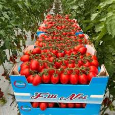 Image result for tomato Piccadilly