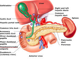 The liver has many functions, one of which is to produce bile to aid in the digestive process. Chapter 24 Part 5 Diagram Quizlet