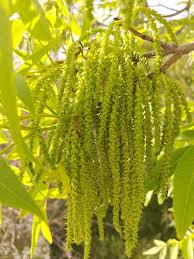 Image result for Carya illinoinensis