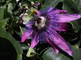 Pin By Judy Woodruff On Gods Beautiful Gifts Passion Flower Container Flowers Purple Passion Flower